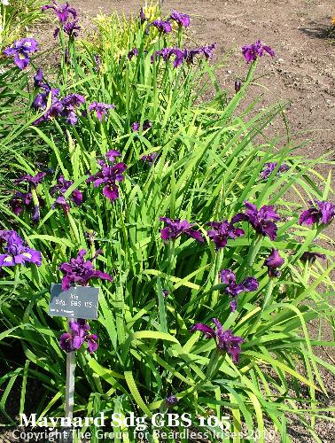 Maynard Sdg GBS 105 (3)